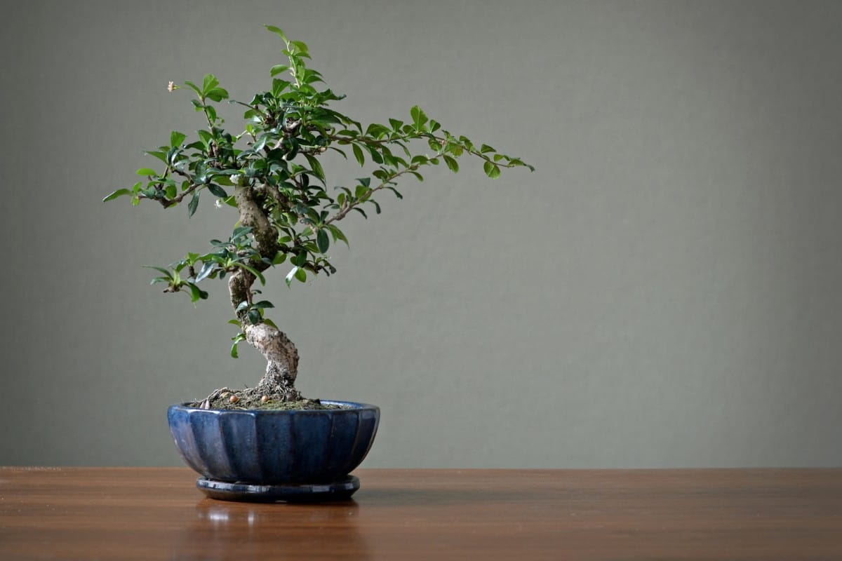 Trang trí bàn trà với bonsai