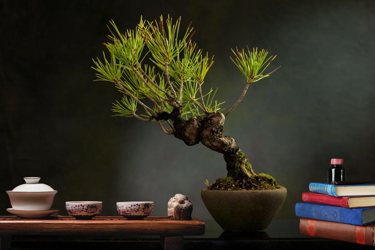 Trang trí bàn trà với chậu cây bonsai